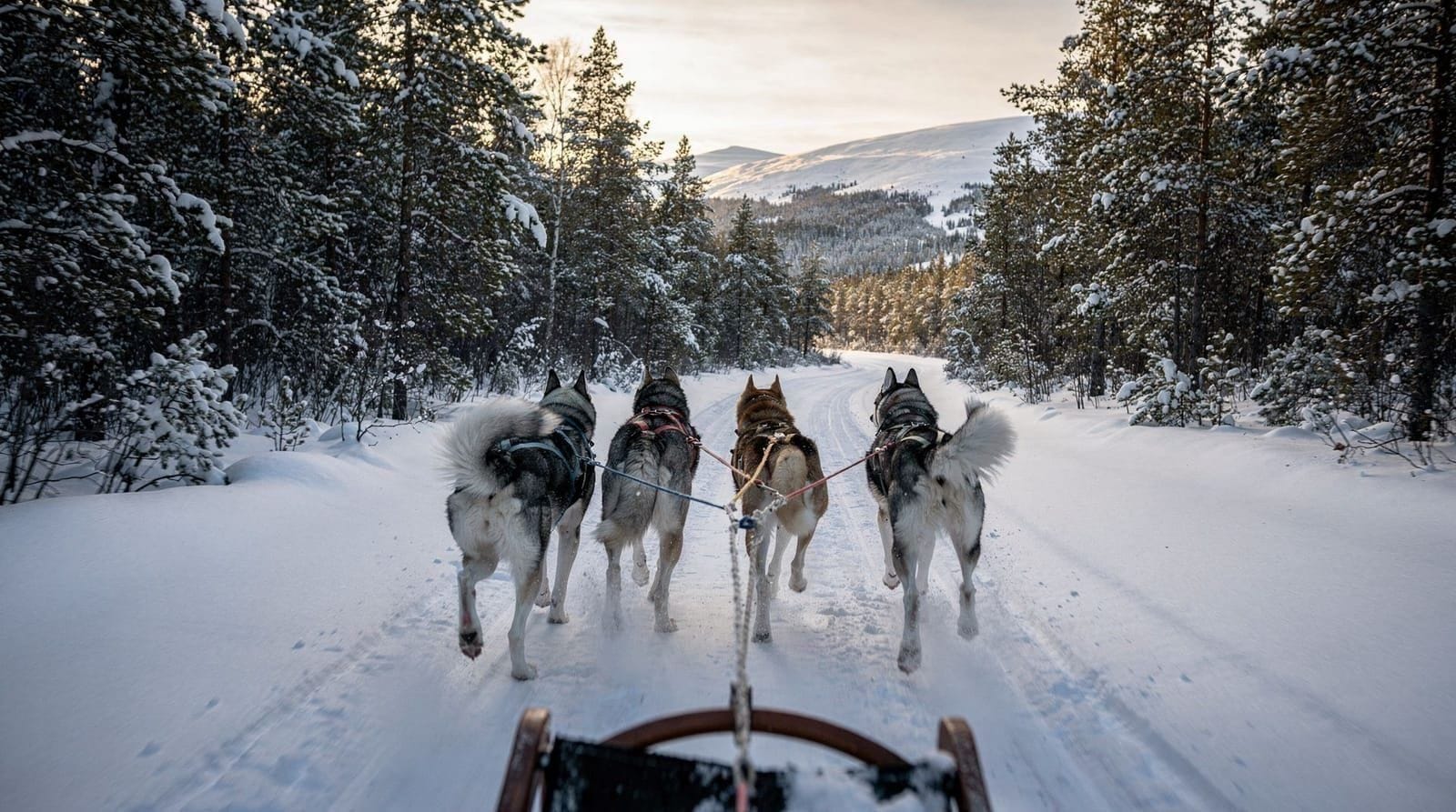 A diary of my husky sledding day in Tamok Valley — Hour-by-hour diary of a self-drive husky dog sledding day from Tromsø into Tamok