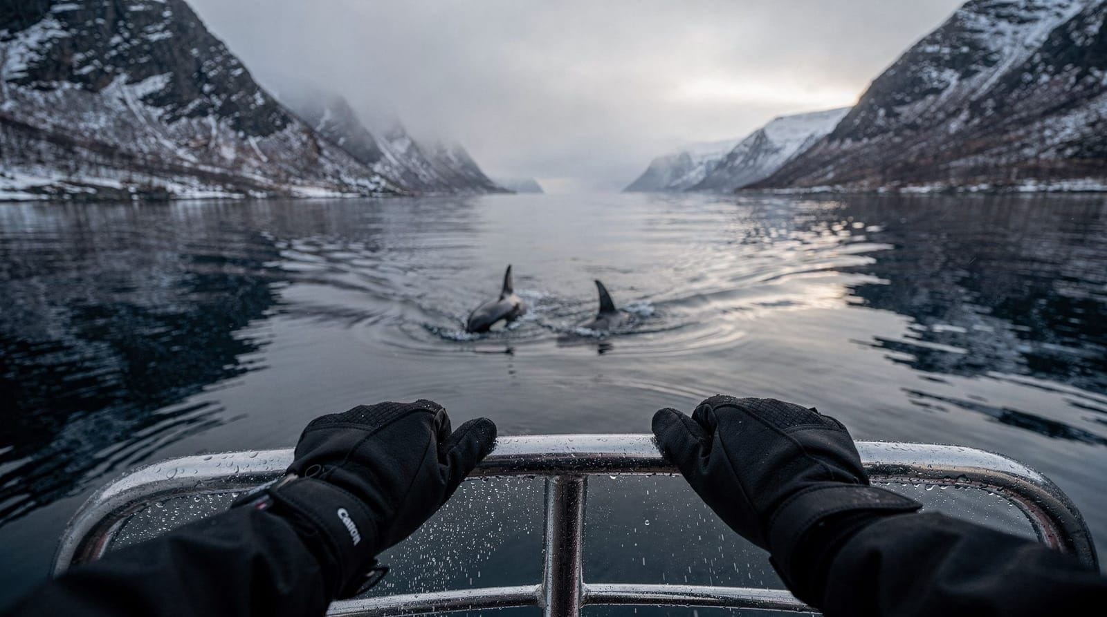 Whale watching from Tromsø: an honest review after a full day at Skjervøy — A candid account of a whale watching day trip to Skjervøy from Tromsø — what the