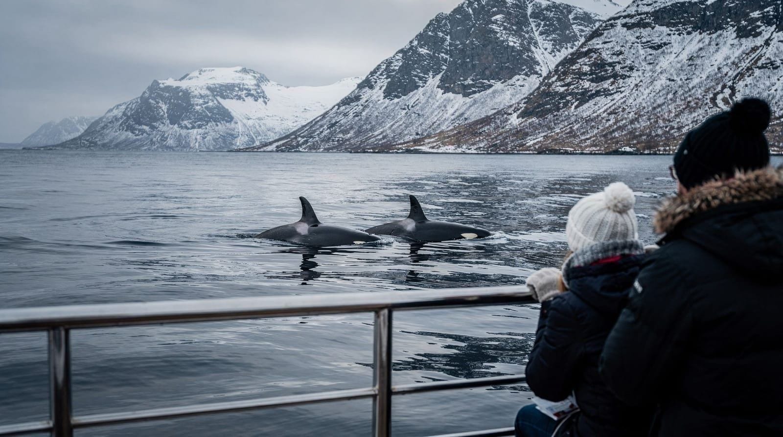 Best whale watching operators in Tromsø — honest ranked guide — Honest guide to whale watching operators near Tromsø. Boat types, real NOK price
