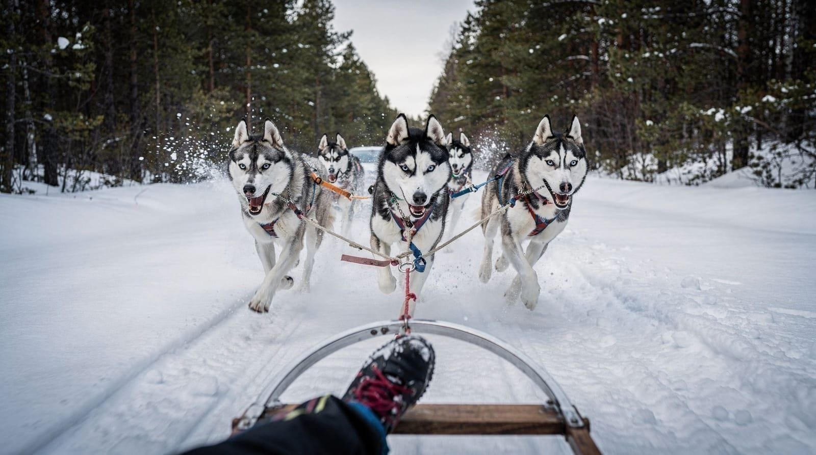 Camp Tamok dog sledding — what to expect — Honest guide to dog sledding at Camp Tamok. Routes, prices in NOK, ice domes, an