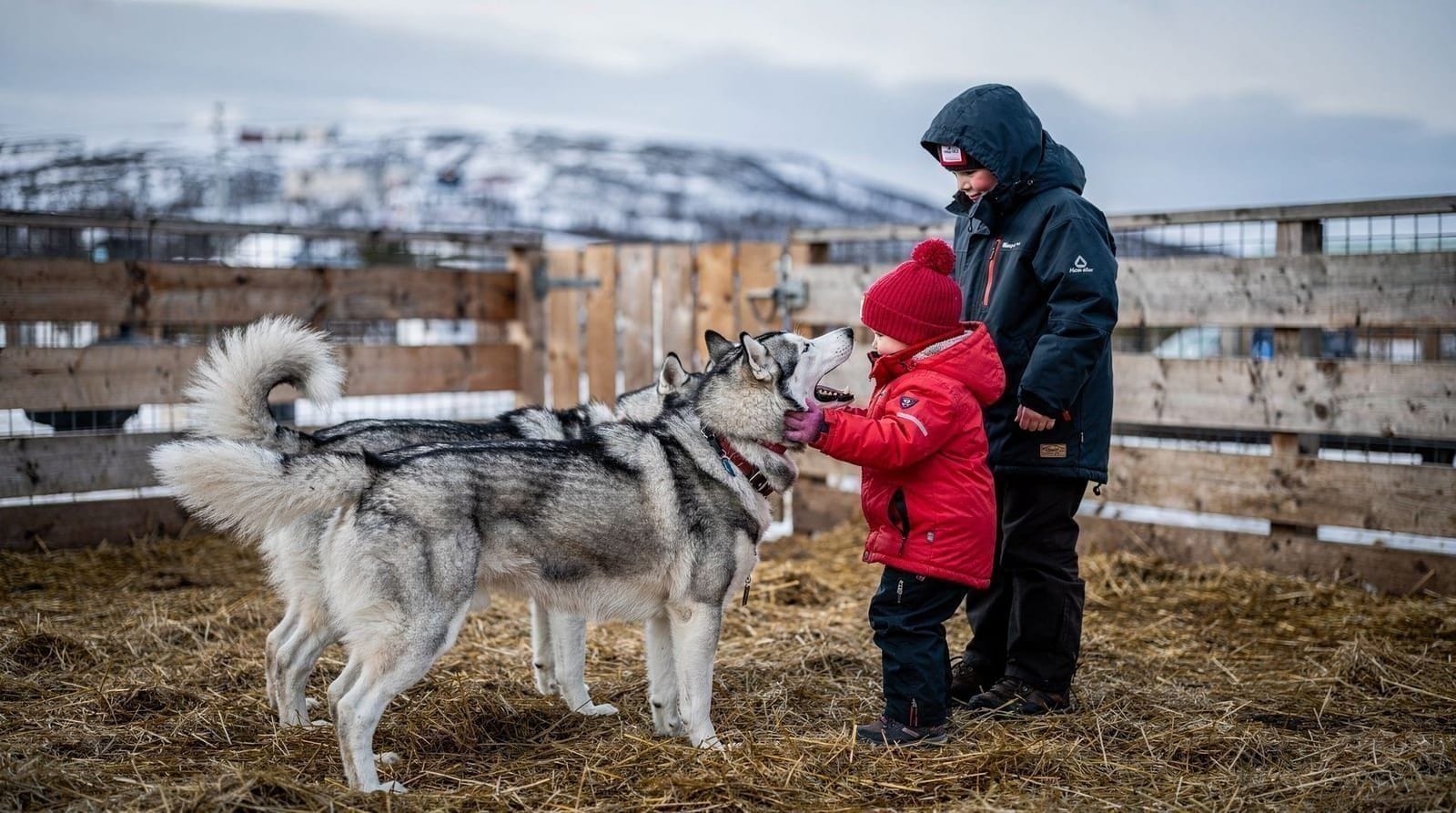 Husky dog experiences for families in Tromsø — Family guide to husky and dog-sledding experiences in Tromsø. Age suitability, b