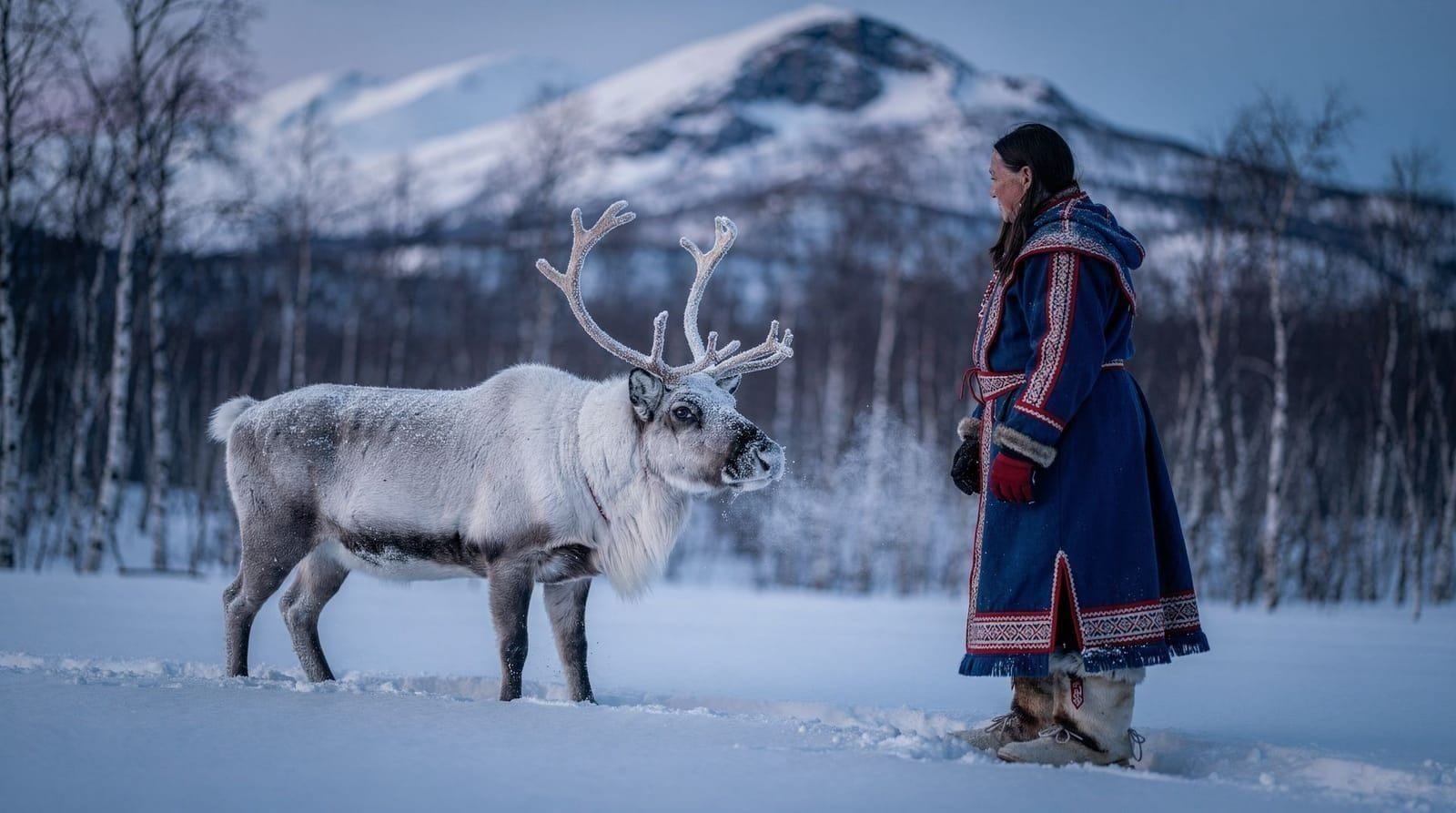 Malangen reindeer day trip from Tromsø — Malangen offers Sami reindeer experiences 45 minutes from Tromsø — sledding, fee