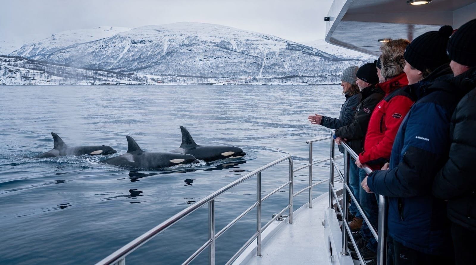 Silent electric whale watching boats near Tromsø — are they worth it? — Electric whale boats near Tromsø create less underwater noise. What makes them d