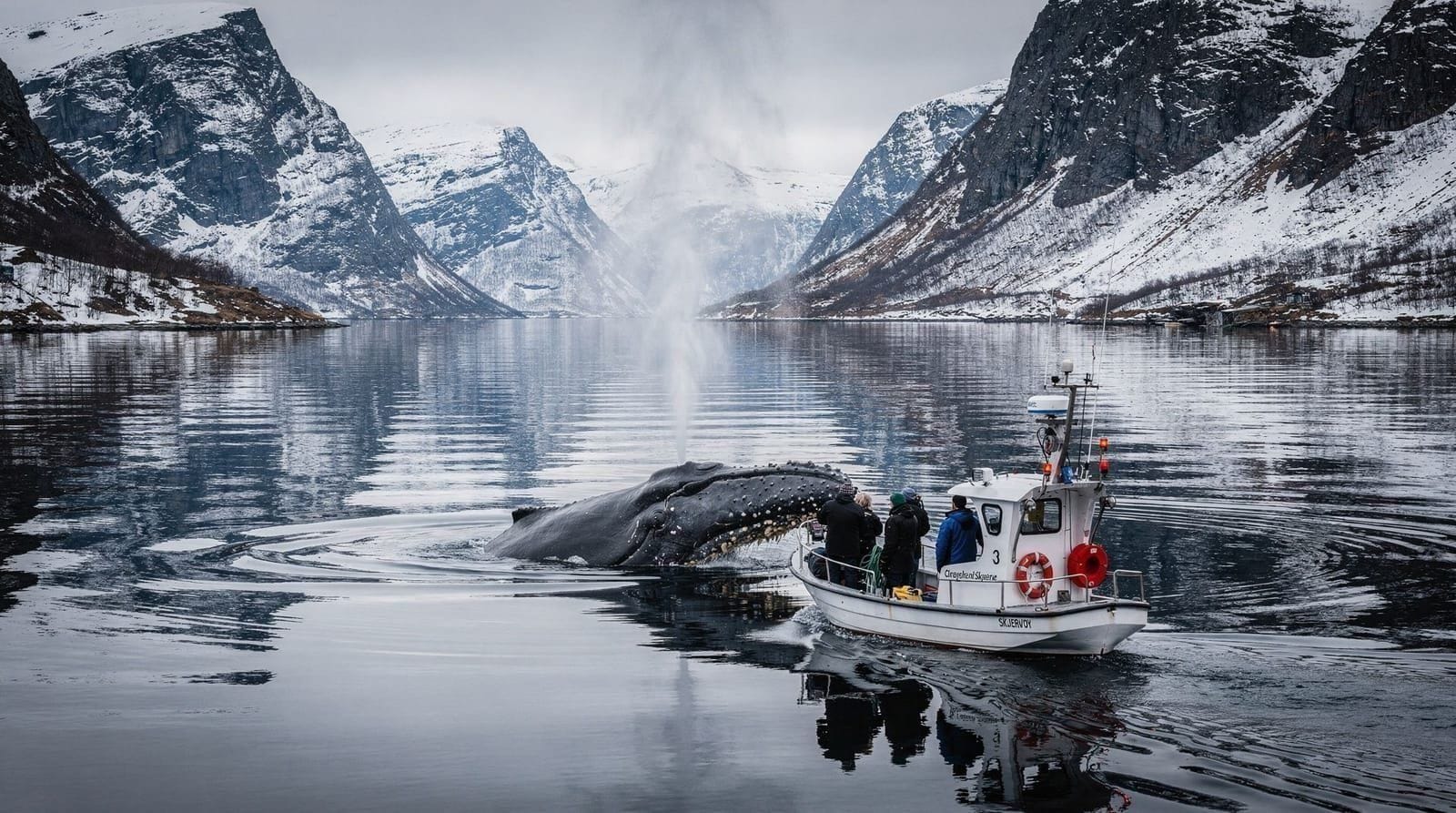 Skjervøy vs Tromsø whale watching — which base is better? — Should you whale watch from Tromsø city or base yourself in Skjervøy? Real dista