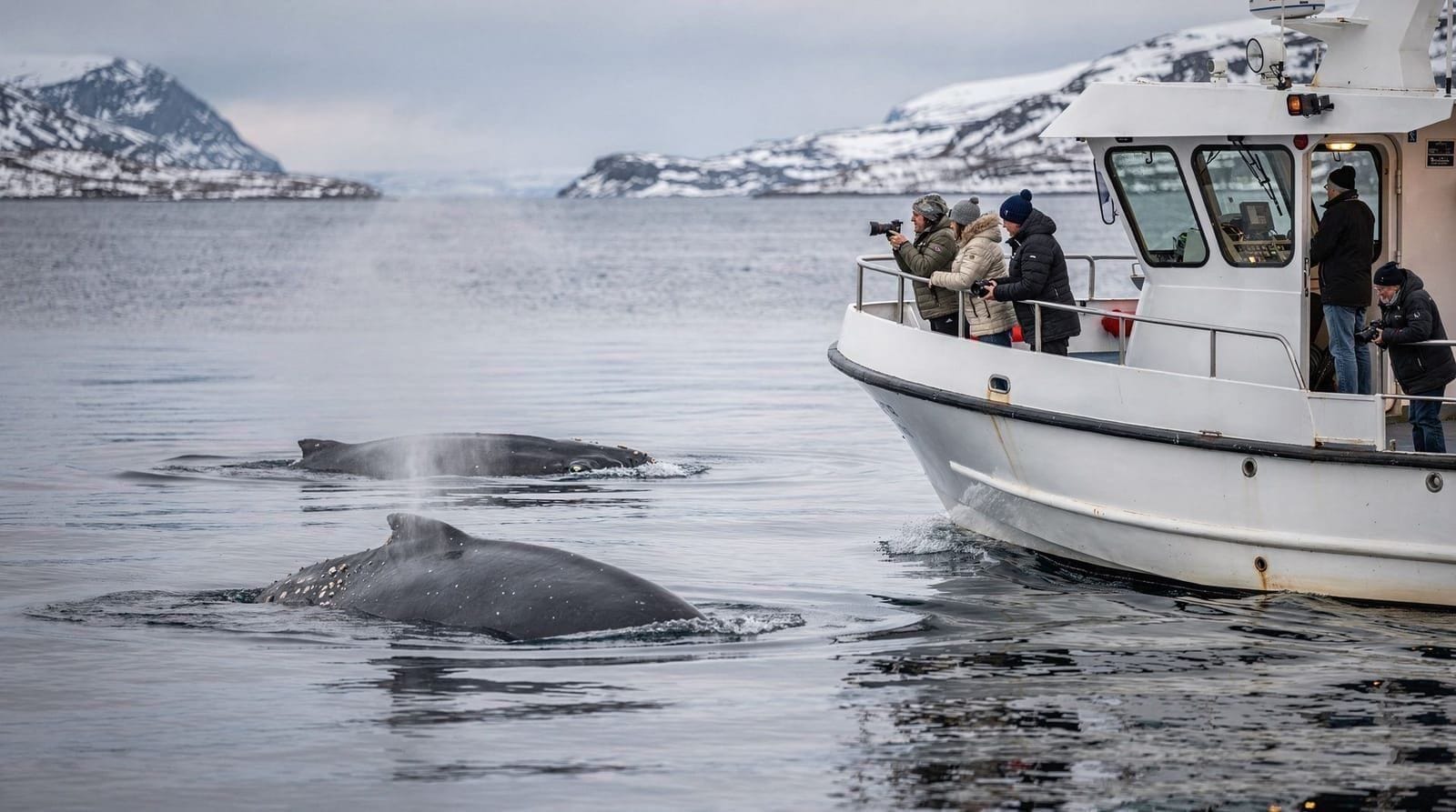 Whale watching ethics near Tromsø — how to choose a responsible operator — Not all whale watching operators near Tromsø are equally responsible. What ethic