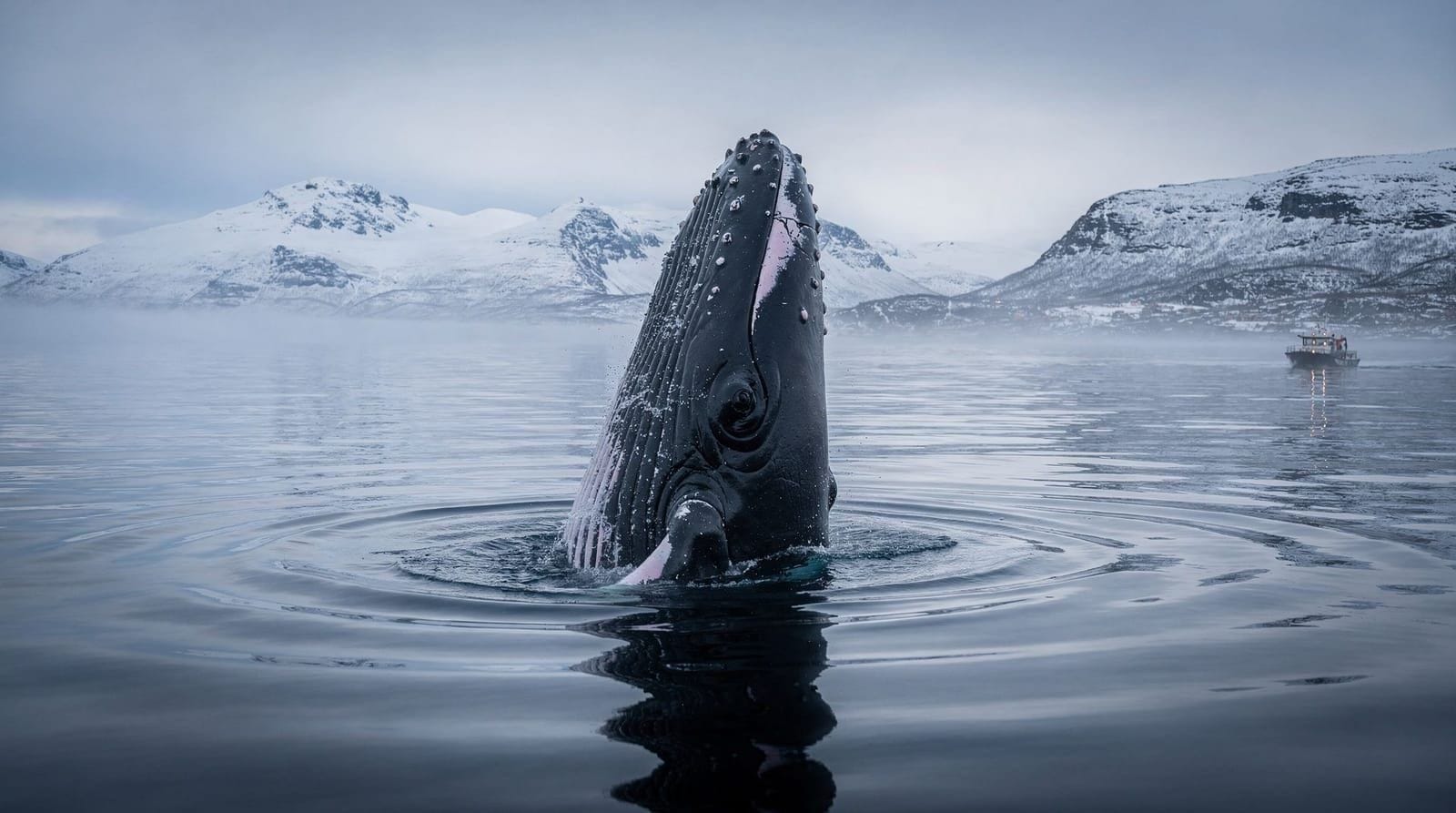 Whale watching season in Tromsø — when to go and what to expect — Tromsø whale season peaks November–January near Skjervøy. Real NOK prices (~1,69