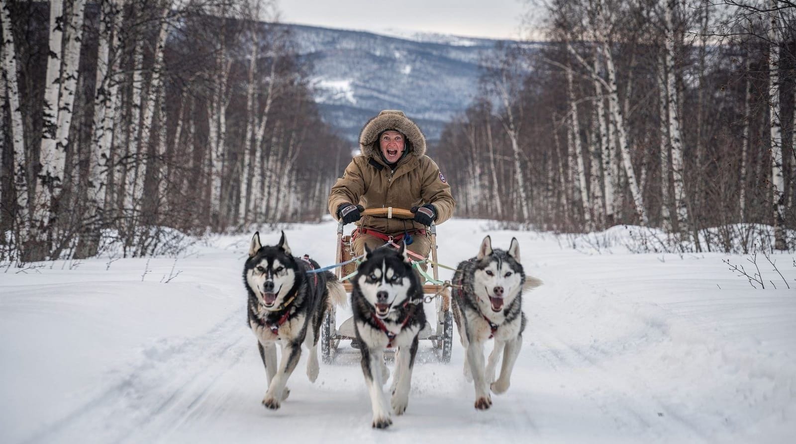 Husky self-drive dog sledding in Tamok — honest review 2026 — Honest review of husky self-drive dog sledding at Camp Tamok and Tamok Valley ne