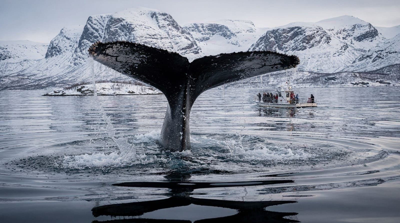 Whale watching at Skjervøy — honest review for 2026 — Honest review of Skjervøy whale watching tours from Tromsø. RIB vs catamaran, pr